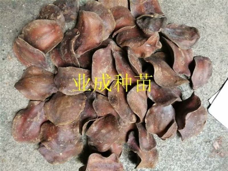 蓝花楹种子蓝花凤凰木