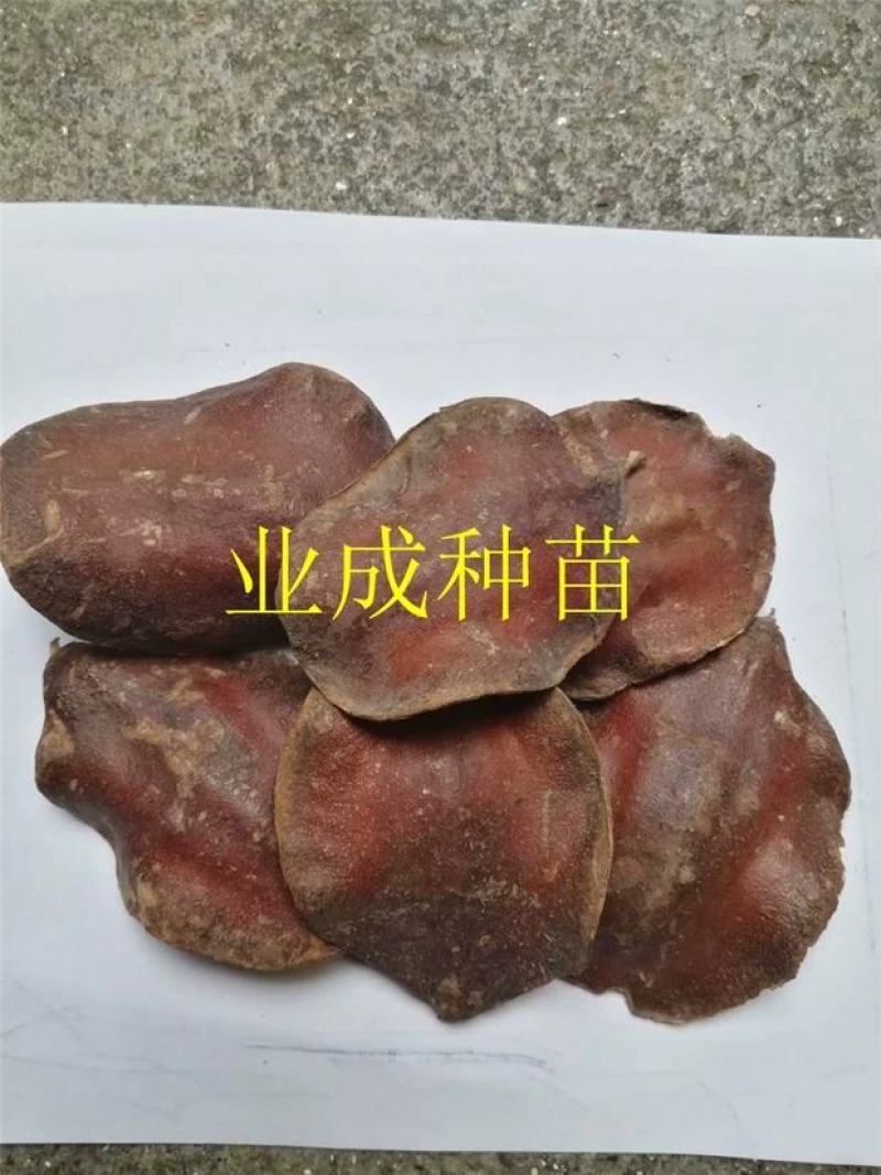 蓝花楹种子蓝花凤凰木