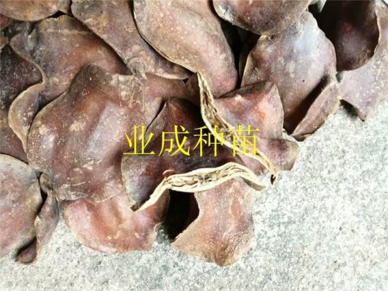 蓝花楹种子蓝花凤凰木