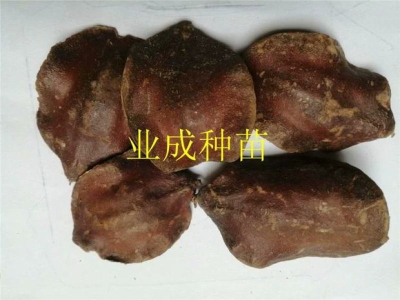 蓝花楹种子蓝花凤凰木