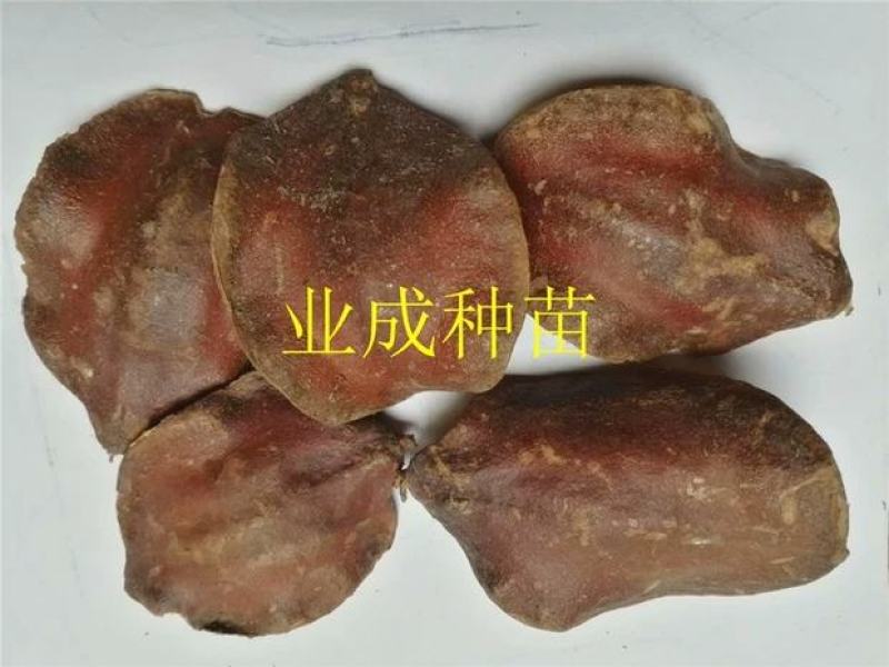 蓝花楹种子蓝花凤凰木