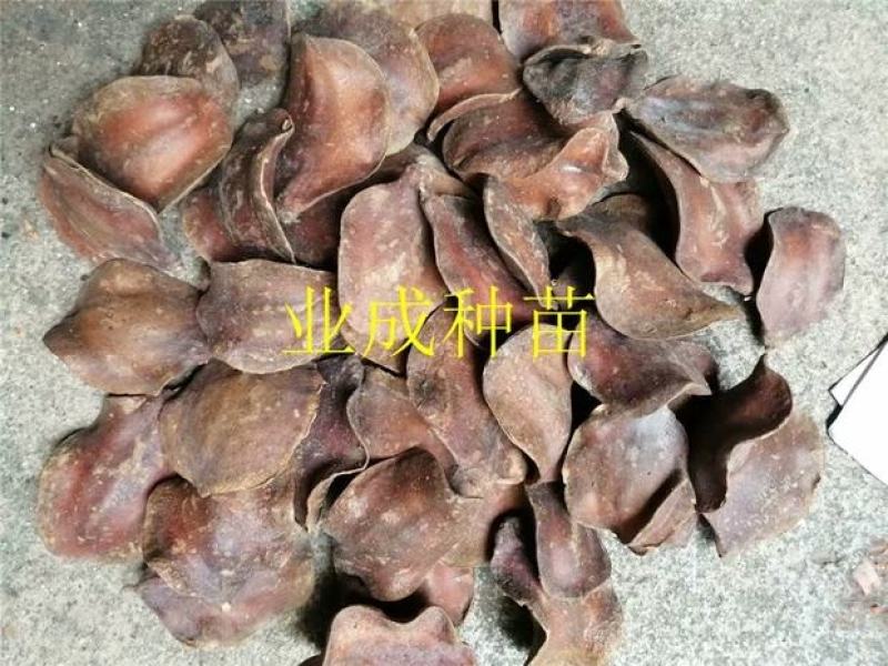 蓝花楹种子蓝花凤凰木