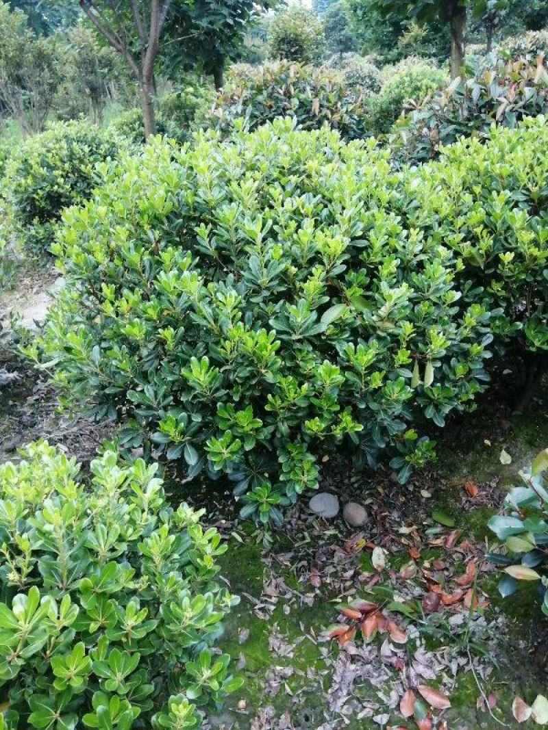 自家苗圃供应海桐球海桐球袋苗基地直销一手货源