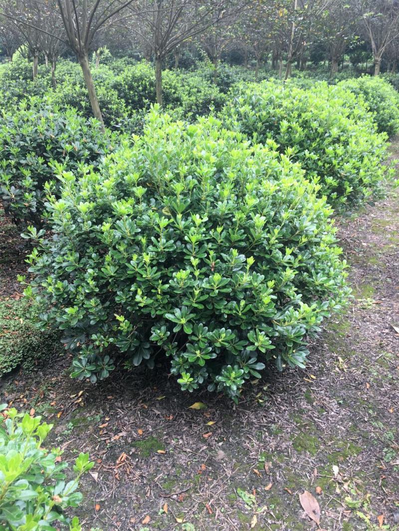 自家苗圃供应海桐球海桐球袋苗基地直销一手货源