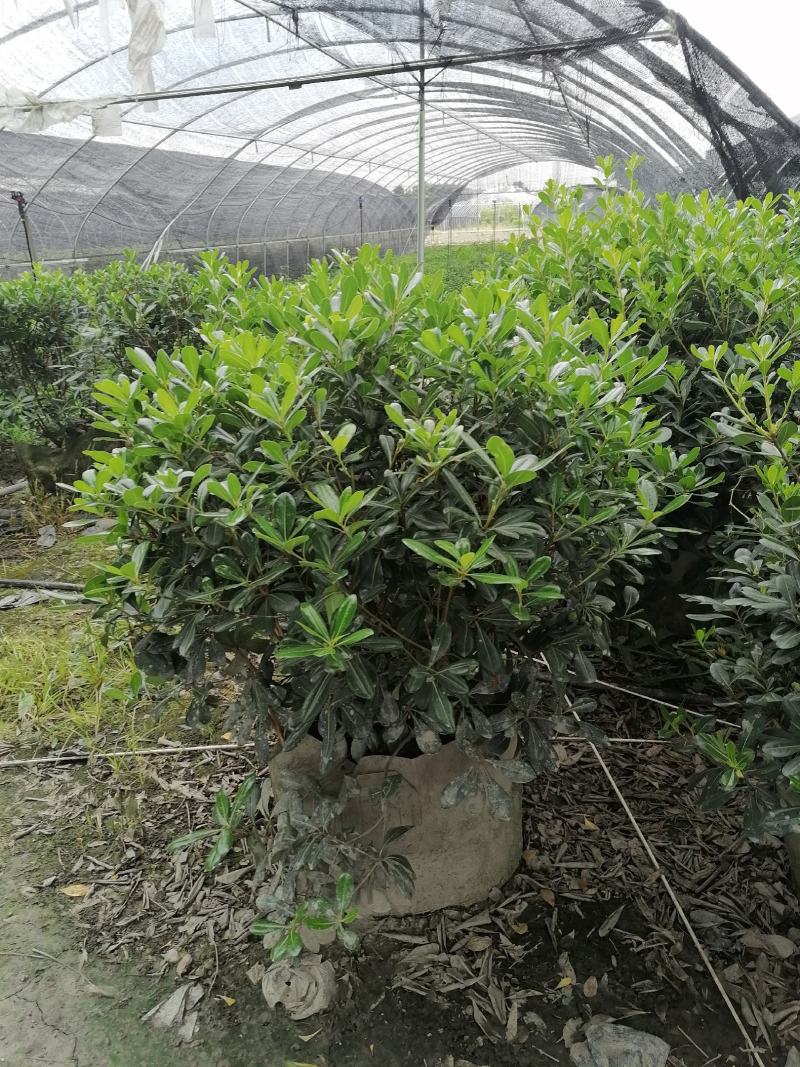 自家苗圃供应海桐球海桐球袋苗基地直销一手货源
