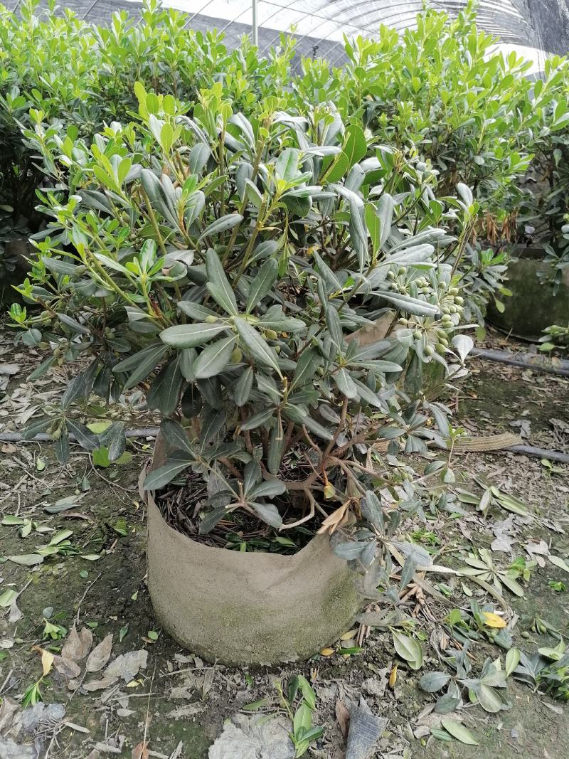 自家苗圃供应海桐球海桐球袋苗基地直销一手货源