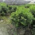 自家苗圃供应海桐球海桐球袋苗基地直销一手货源