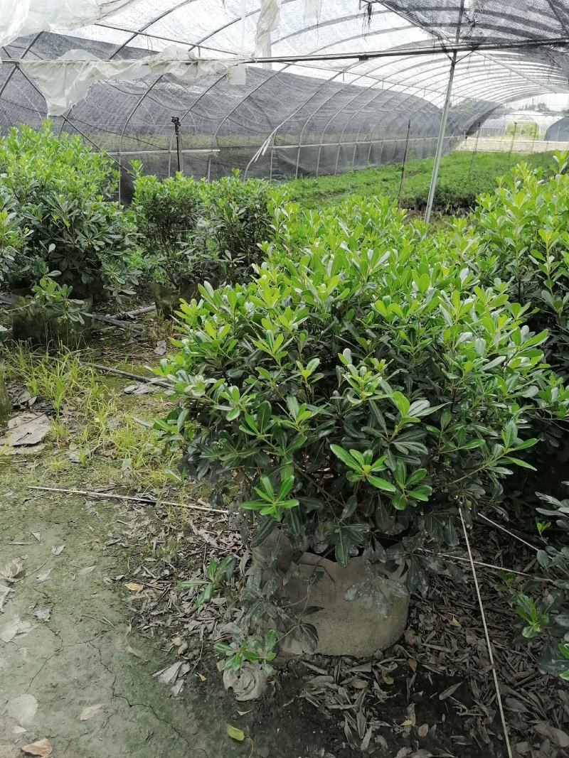 自家苗圃供应海桐球海桐球袋苗基地直销一手货源