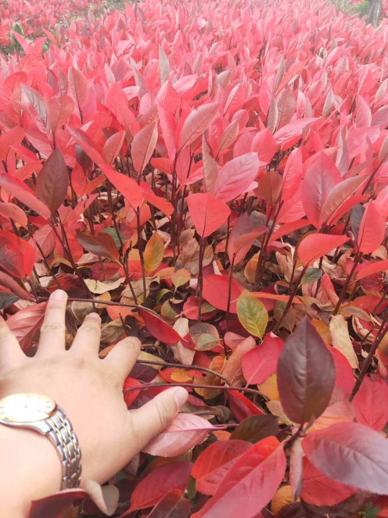 黑果腺肋花楸不老梅野樱梅可视频看货