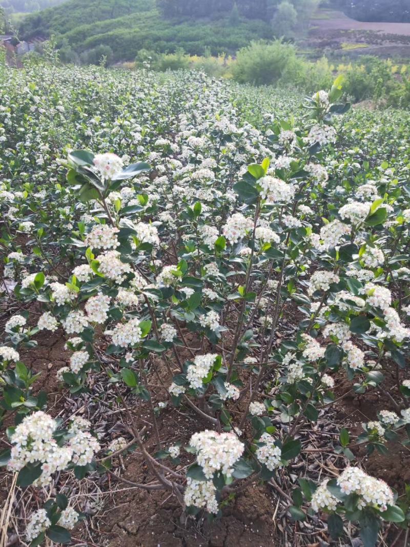 黑果腺肋花楸不老梅野樱梅可视频看货