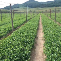 黑果腺肋花楸野樱梅黑果花楸不老梅可视频看货