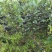 黑果腺肋花楸野樱梅黑果花楸不老梅可视频看货