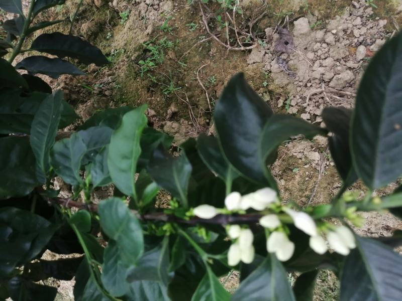 玉林市种比利卡咖啡豆