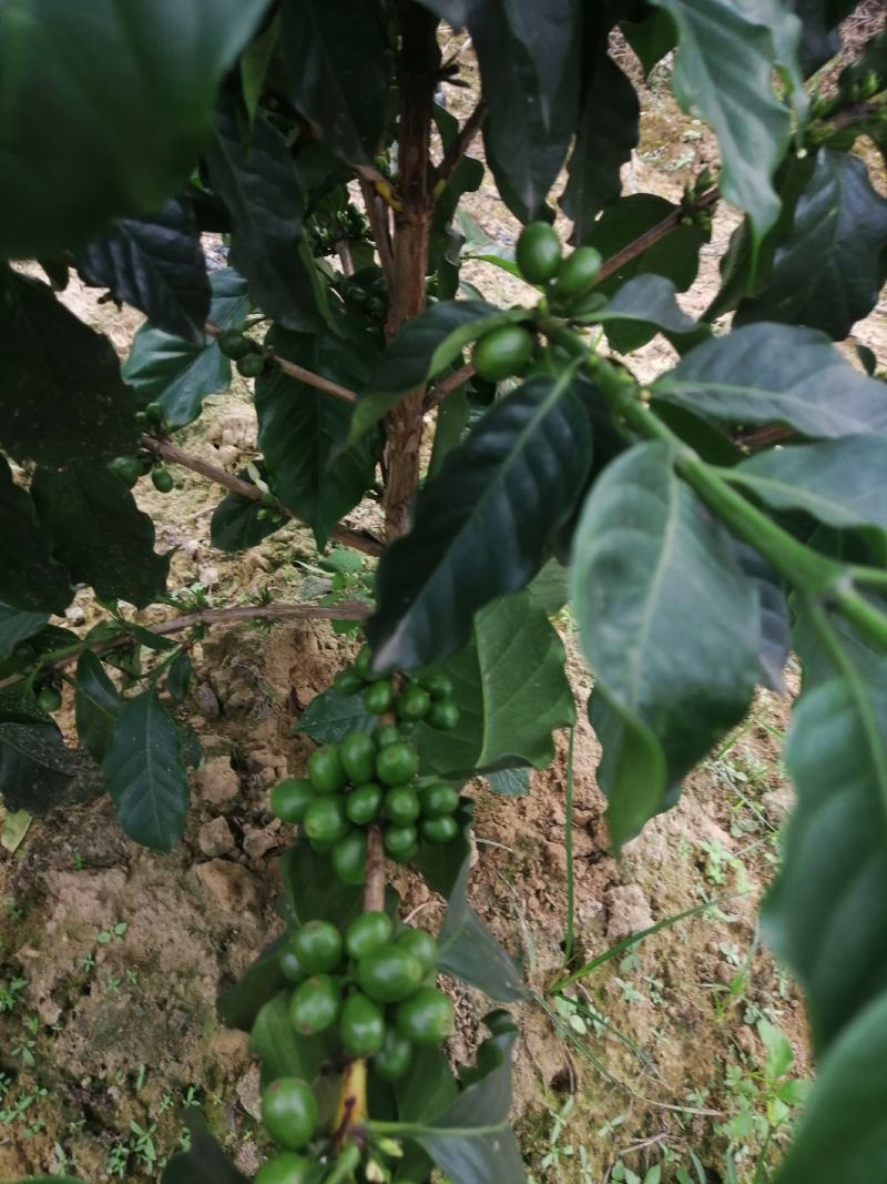 玉林市种比利卡咖啡豆
