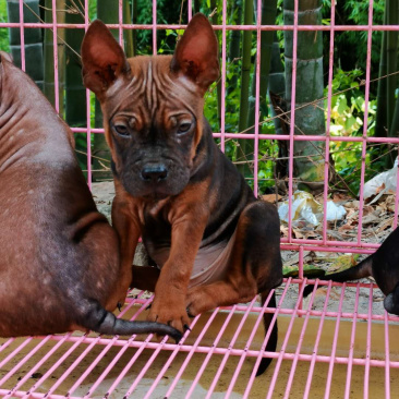 川东马犬下司比特昆明犬杜高犬出售