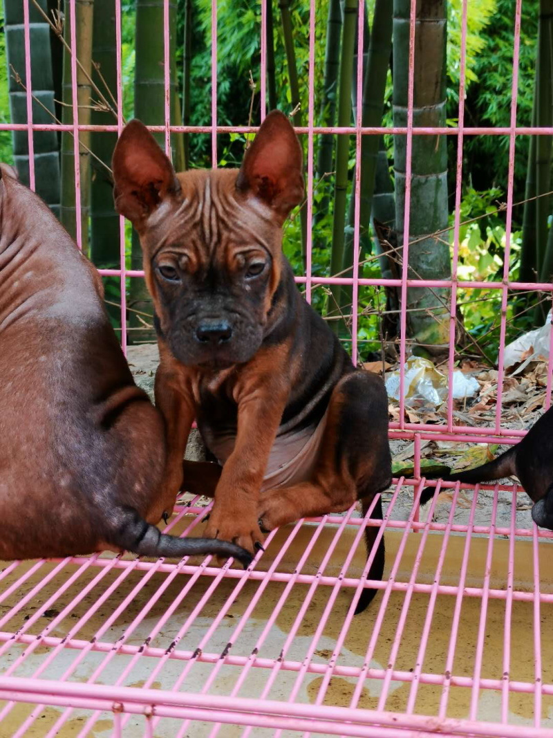 川东马犬下司比特昆明犬杜高犬出售