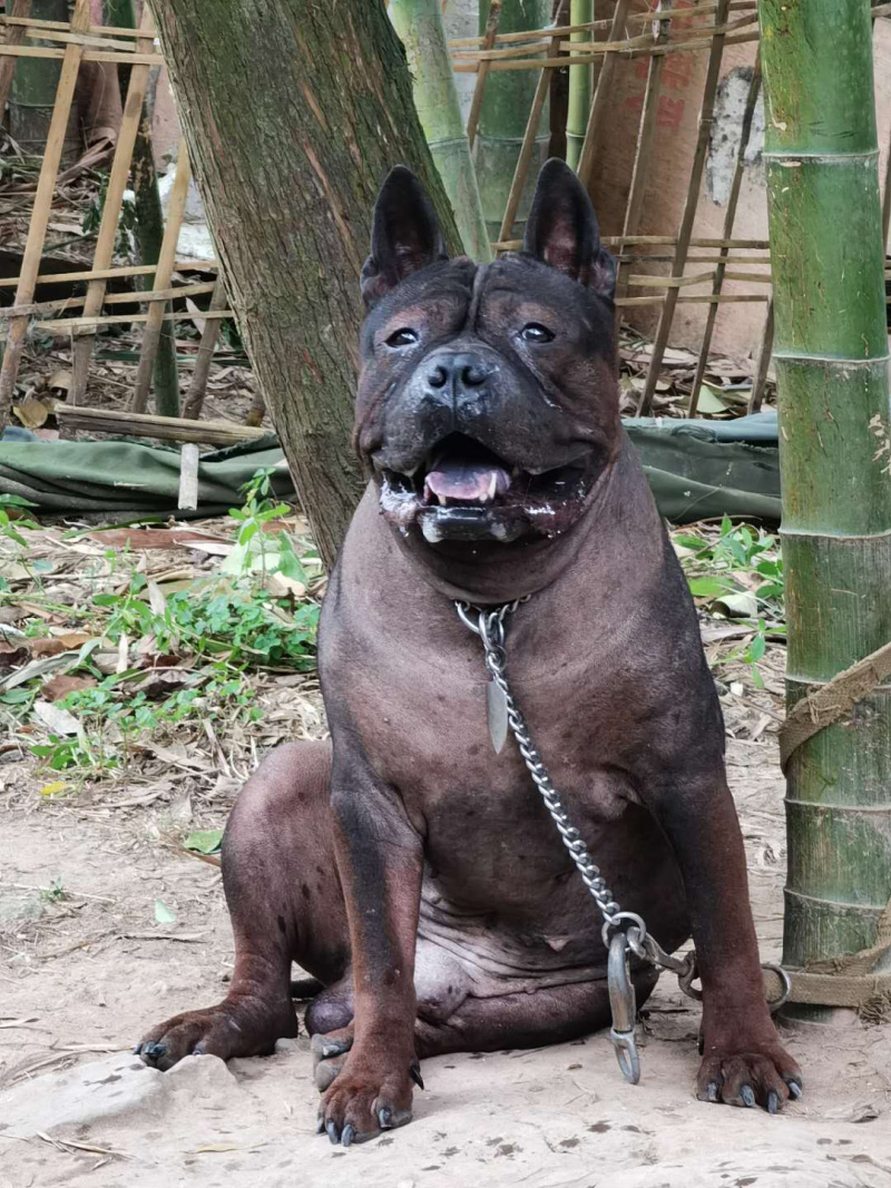 川东马犬下司比特昆明犬杜高犬出售