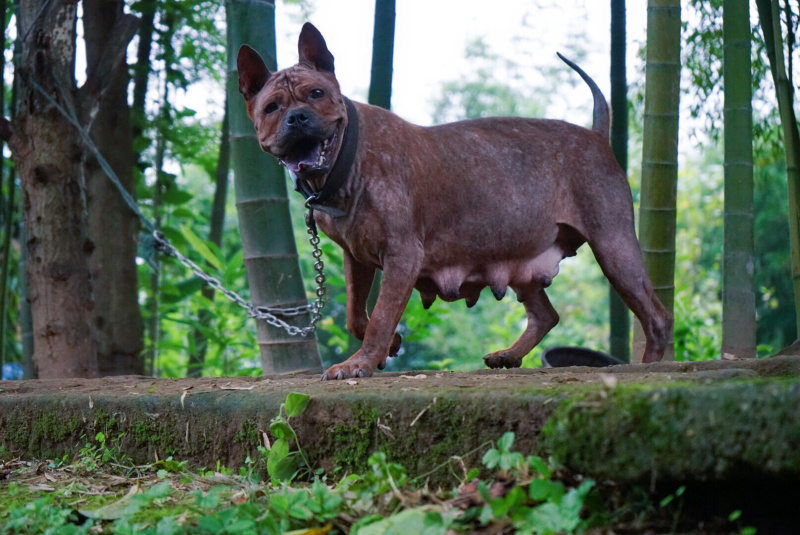 川东马犬下司比特昆明犬杜高犬出售