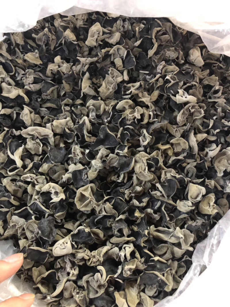 东北木耳，黑木耳干货东北特产肉厚产地直销批发，欢迎订购！