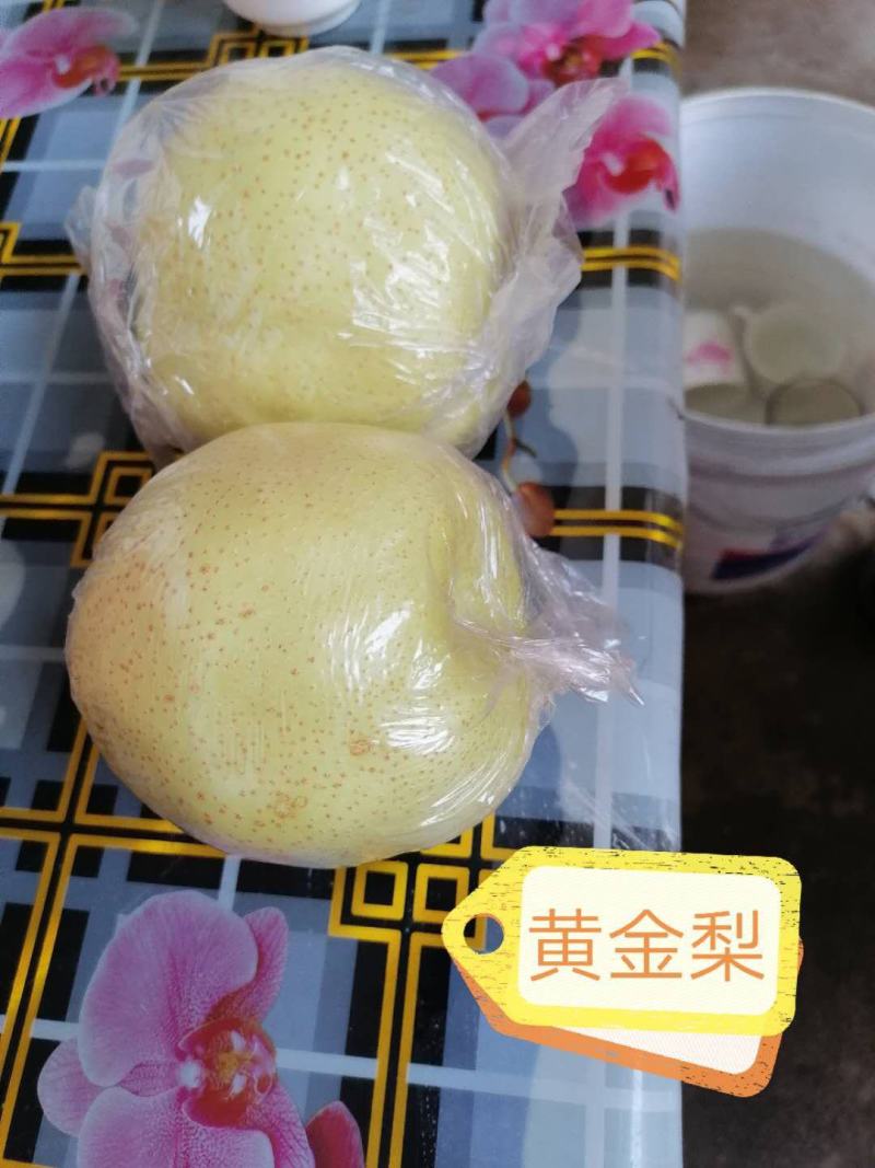 纸加膜黄金梨大量上市了，口感脆甜，肉质细腻，欢迎各位老板
