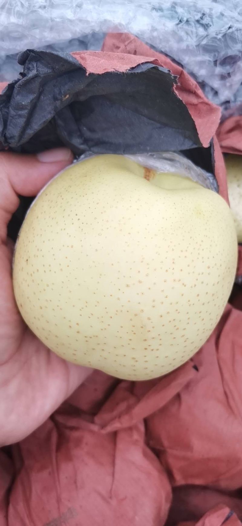 纸加膜黄金梨大量上市了，口感脆甜，肉质细腻，欢迎各位老板