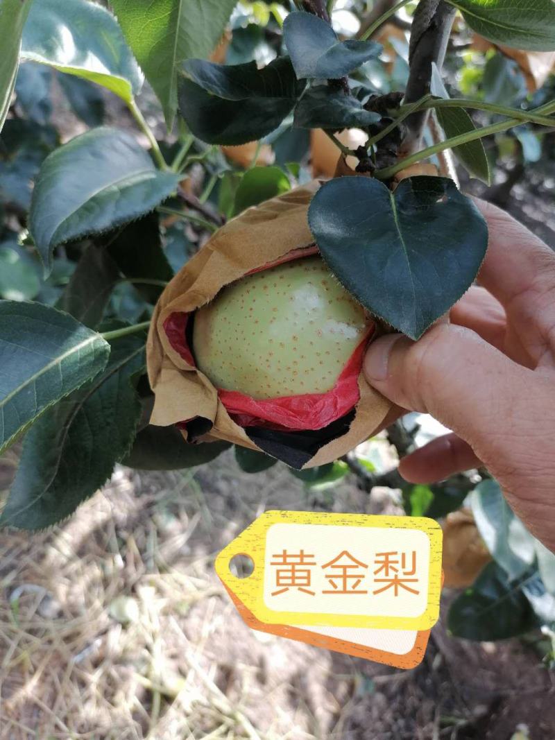 纸加膜黄金梨大量上市了，口感脆甜，肉质细腻，欢迎各位老板