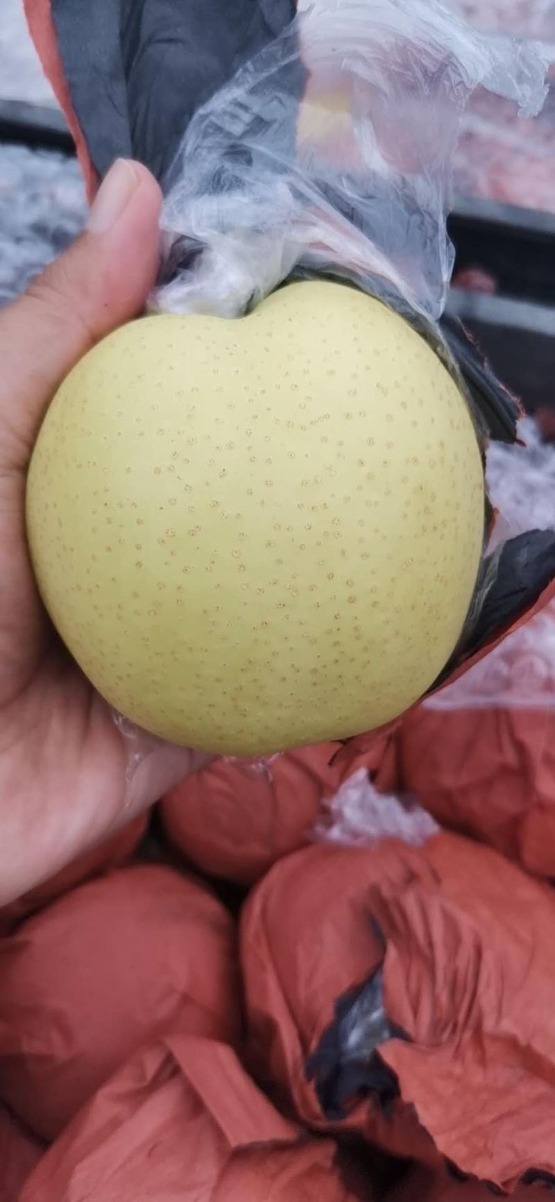 纸加膜黄金梨大量上市了，口感脆甜，肉质细腻，欢迎各位老板