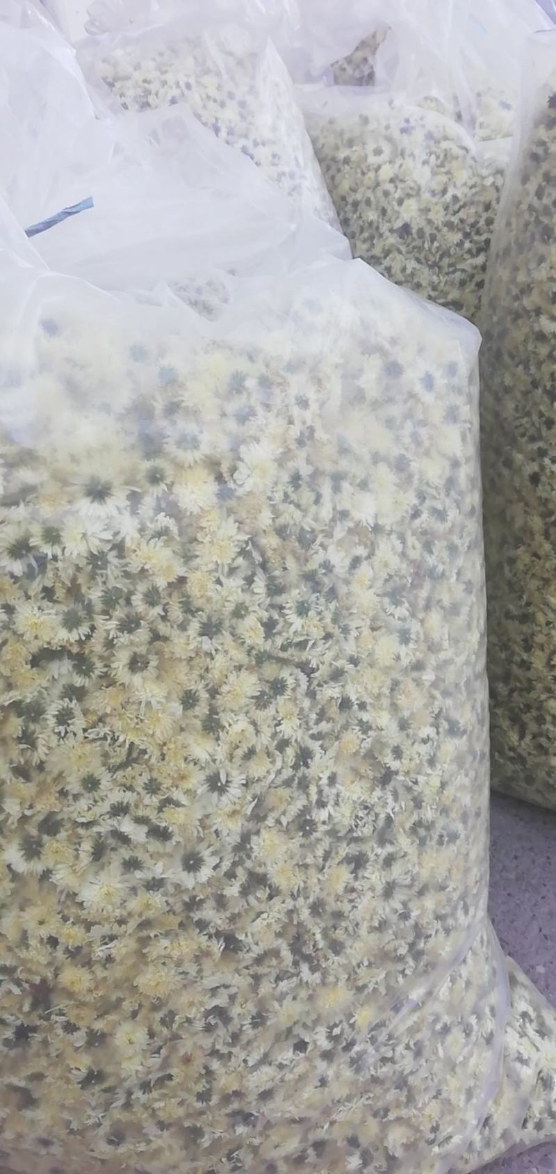 七月菊，黄山本地一手货源供应各位釆购商，价格优惠