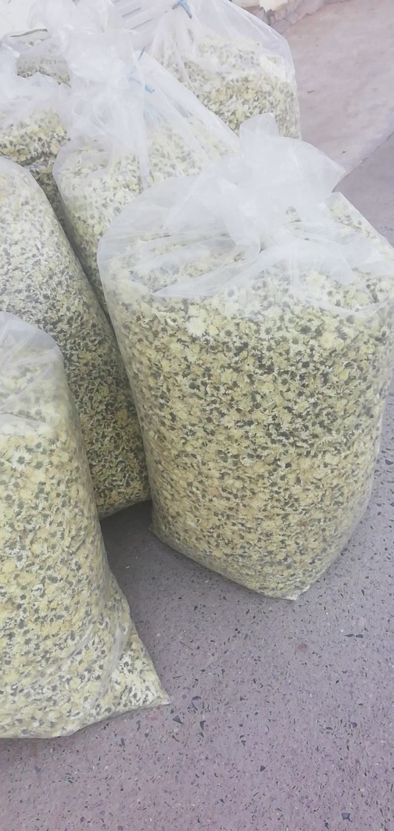 七月菊，黄山本地一手货源供应各位釆购商，价格优惠