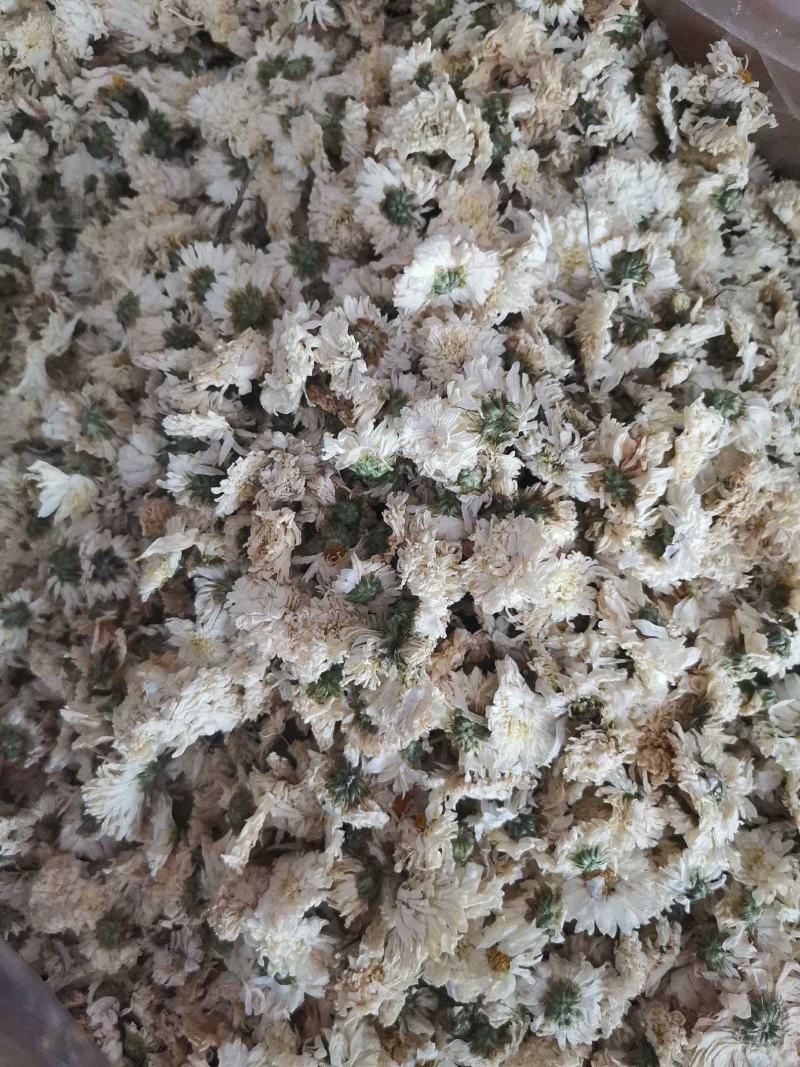 七月菊，黄山本地一手货源供应各位釆购商，价格优惠