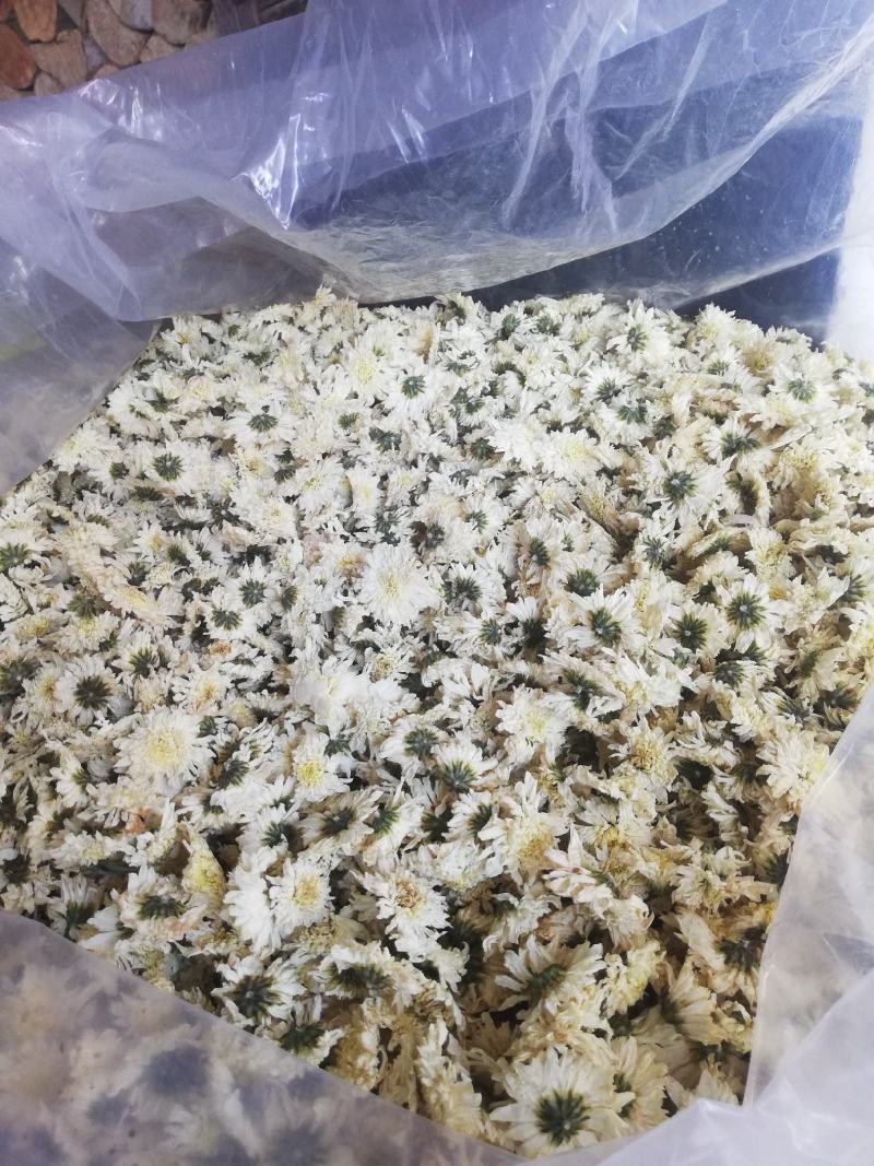 七月菊，黄山本地一手货源供应各位釆购商，价格优惠