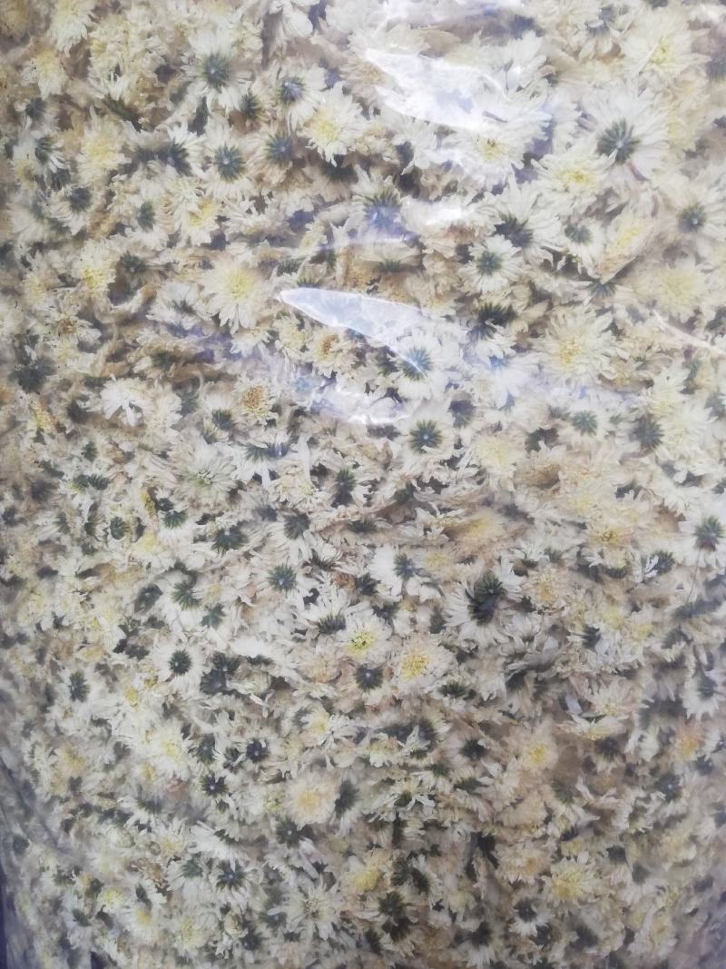 七月菊，黄山本地一手货源供应各位釆购商，价格优惠
