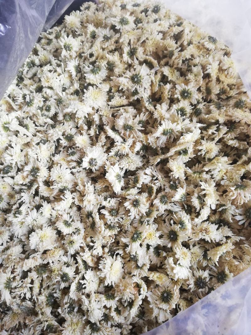 七月菊，黄山本地一手货源供应各位釆购商，价格优惠