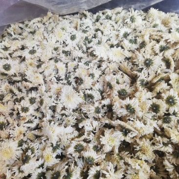 七月菊，黄山本地一手货源供应各位釆购商，价格优惠