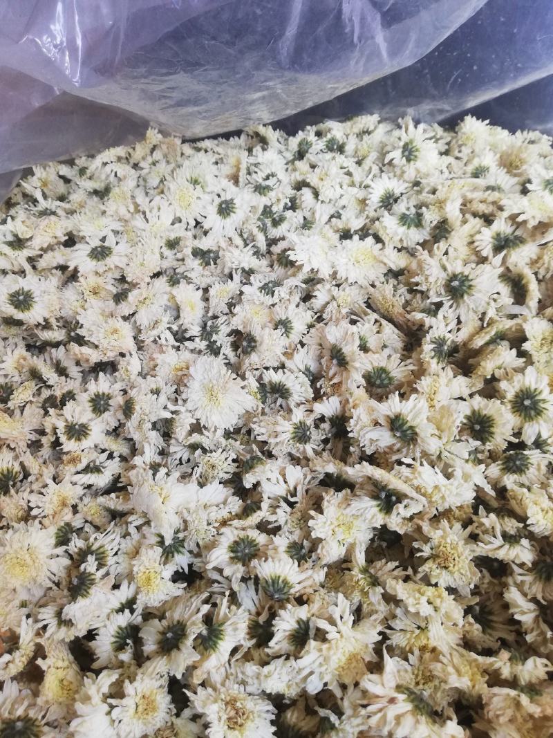 七月菊，黄山本地一手货源供应各位釆购商，价格优惠