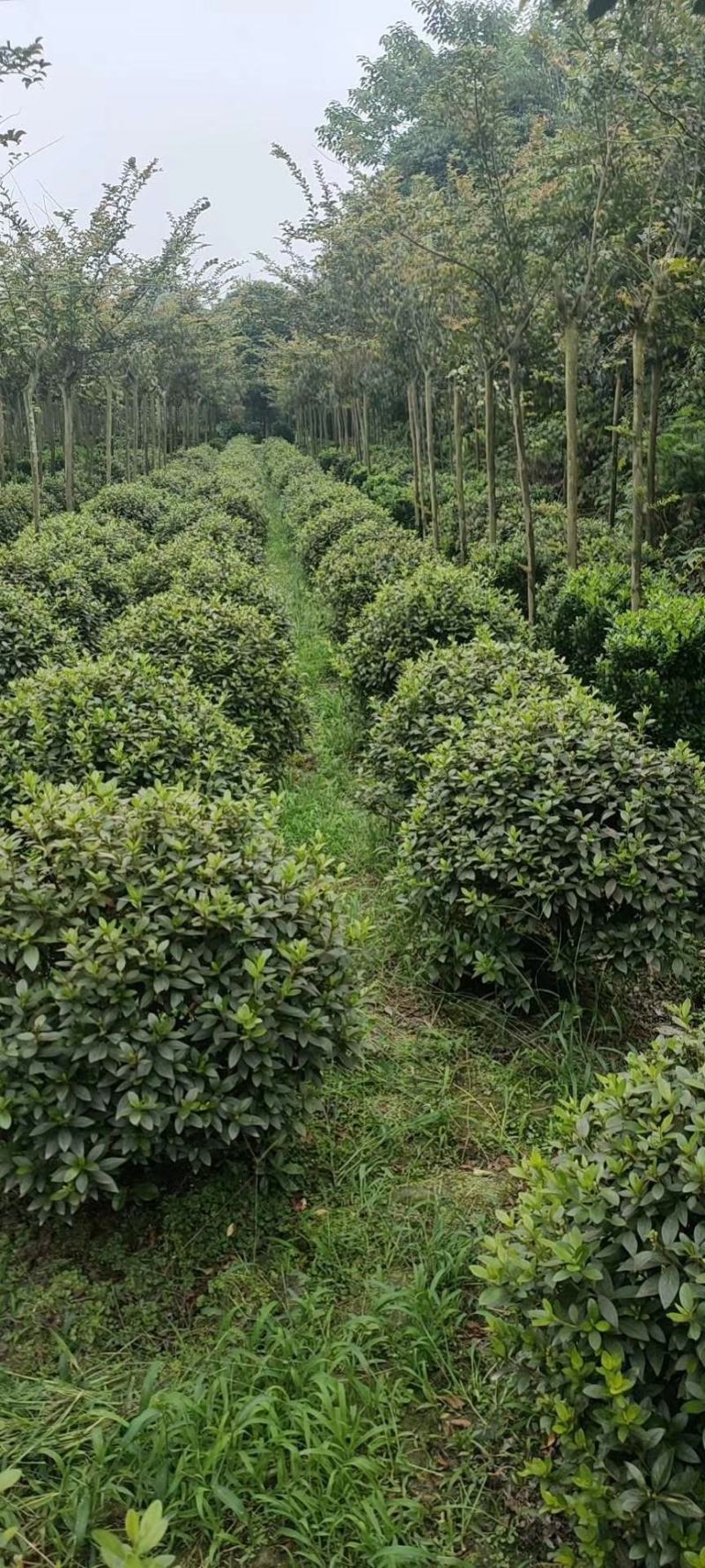 自家苗圃供应杜鹃球春鹃球基地直销一手货源视频看货