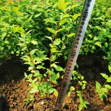 金山绣线菊金焰绣线菊可视频看货