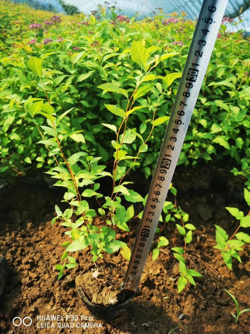 金山绣线菊金焰绣线菊可视频看货