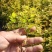金山绣线菊金焰绣线菊可视频看货