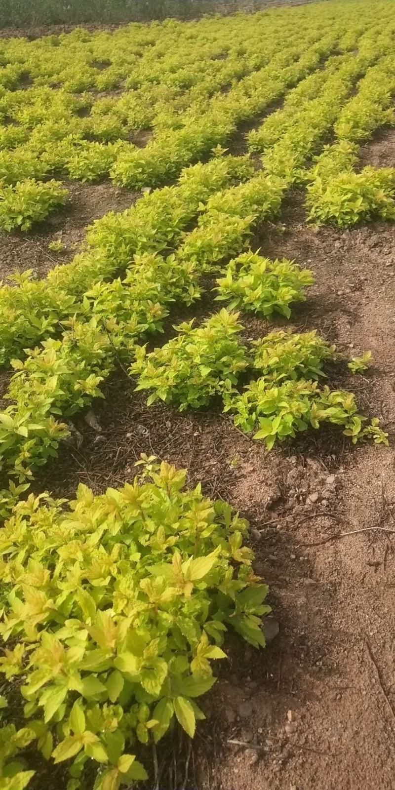 金山绣线菊金焰绣线菊可视频看货
