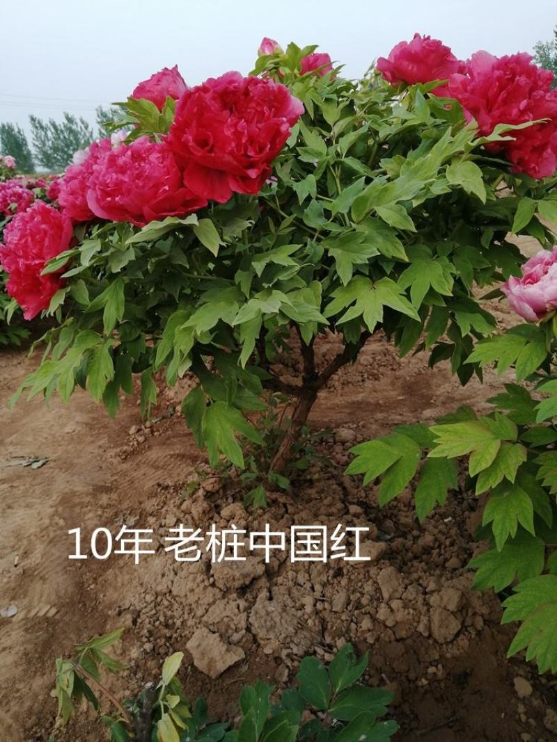 菏泽观赏牡丹牡丹花牡丹苗牡丹种植地出售牡丹树