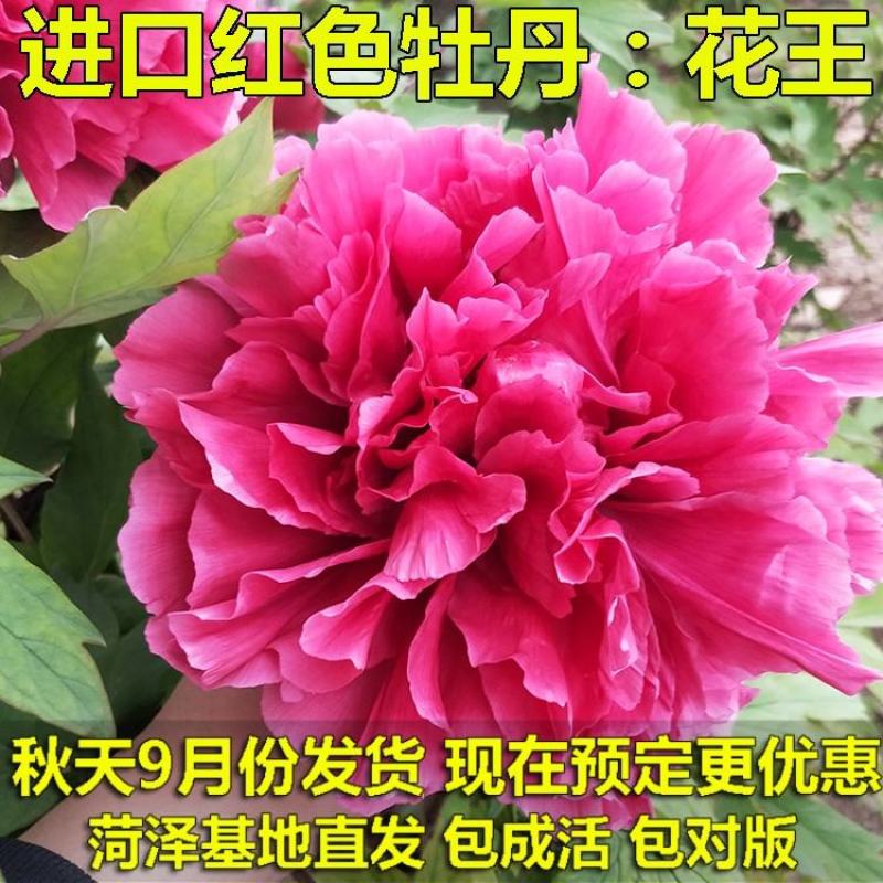 牡丹种植基地观赏牡丹牡丹花独杆牡丹树