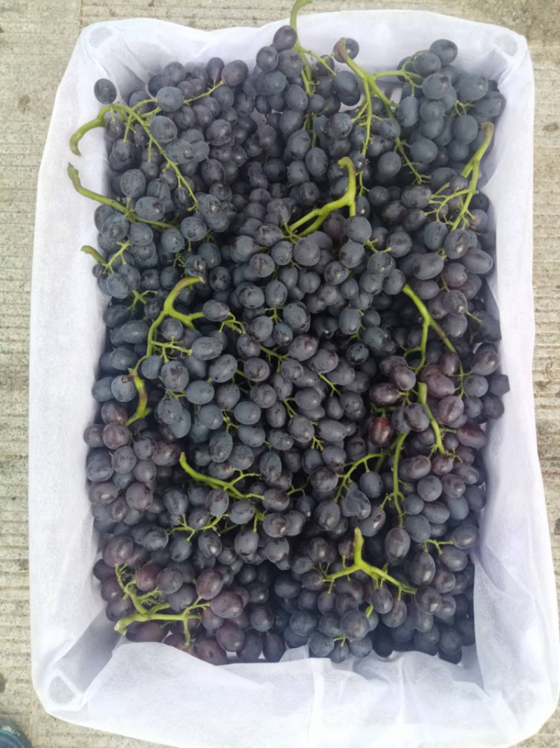 正宗玫瑰香葡萄🍇开始上市了价格合理欢迎选购