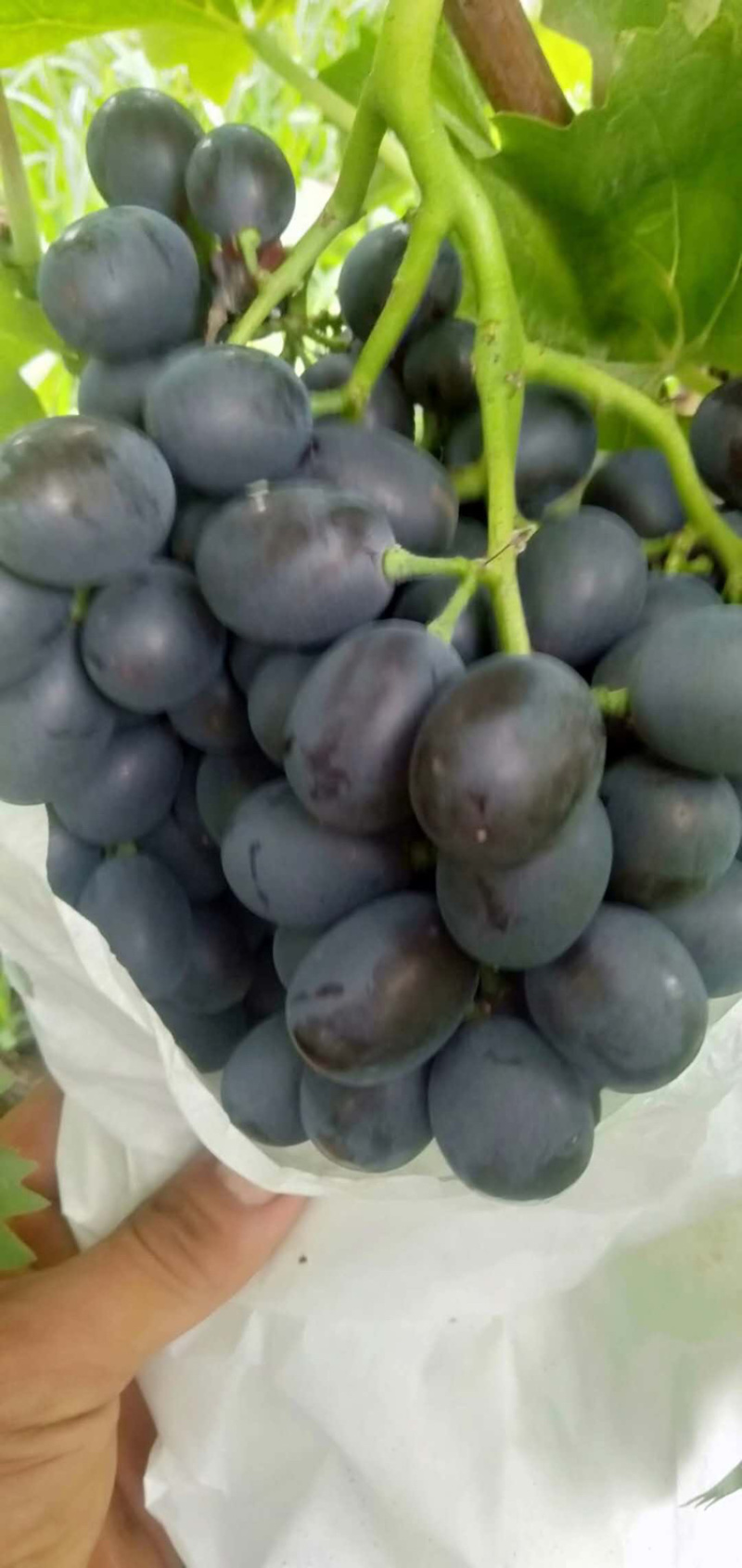正宗玫瑰香葡萄🍇开始上市了价格合理欢迎选购