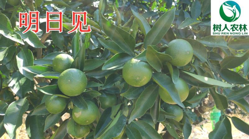 明日见苗/树人农林基地直发纯度和品质保证签订合同假一赔十