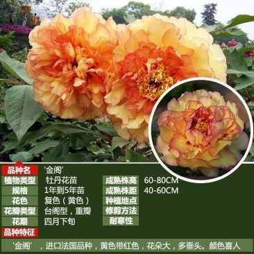 牡丹苗批发观赏牡丹基地牡丹嫁接小苗盆栽牡丹花菏泽牡丹