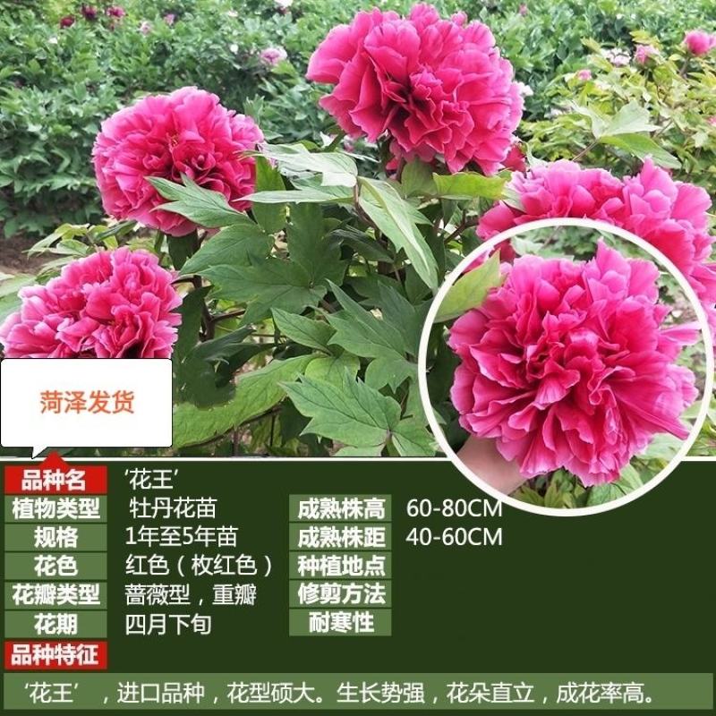 花王观赏牡丹基地出售牡丹苗芍药苗牡丹树