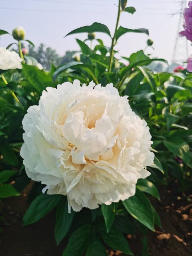芍药杨妃初浴白色芍药花芍药苗盆栽芍药