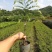广西牛甘果苗余甘果苗嫁接苗大肉余甘果苗一手货源诚信交易