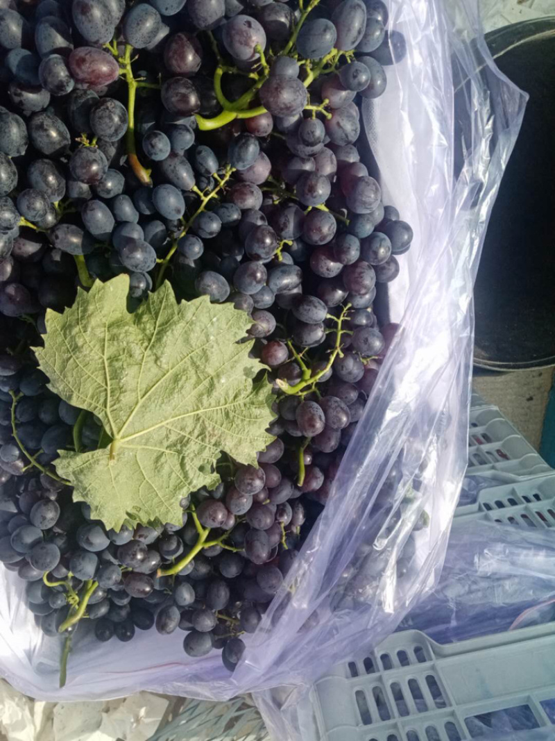 玫瑰香葡萄种植地，粒粒香甜，品质非常好，吃了还想在吃